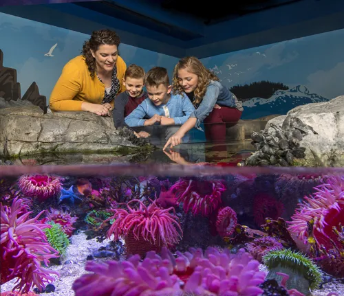 SEA LIFE Touchpool